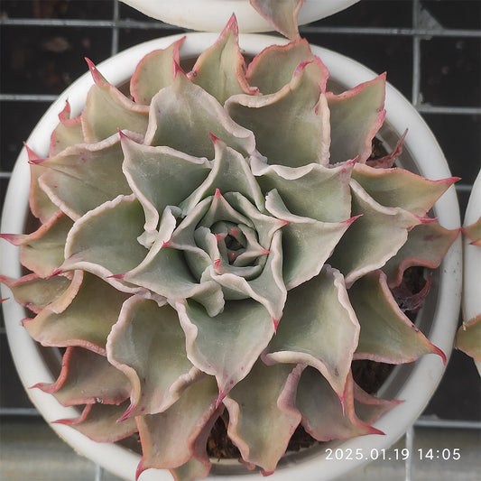 NGN417 マディバ(15cm pot)