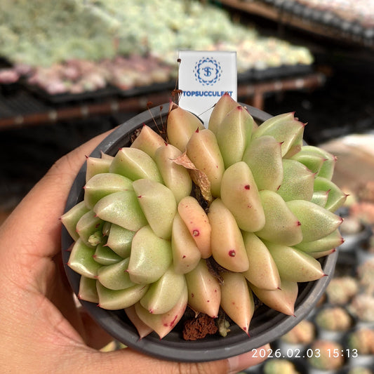 25697 アイス ジュエル ドラゴン