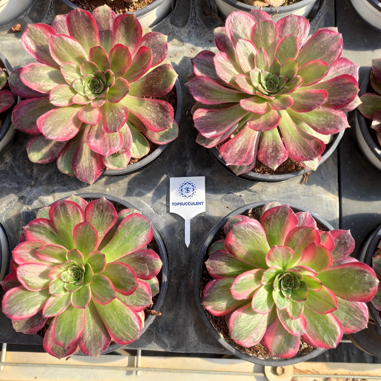 24635 ルナ―　コロナ