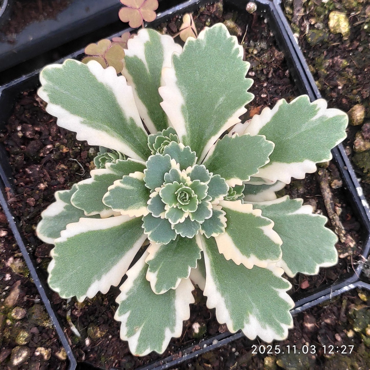 22340 アトランティス錦（7cm pot）