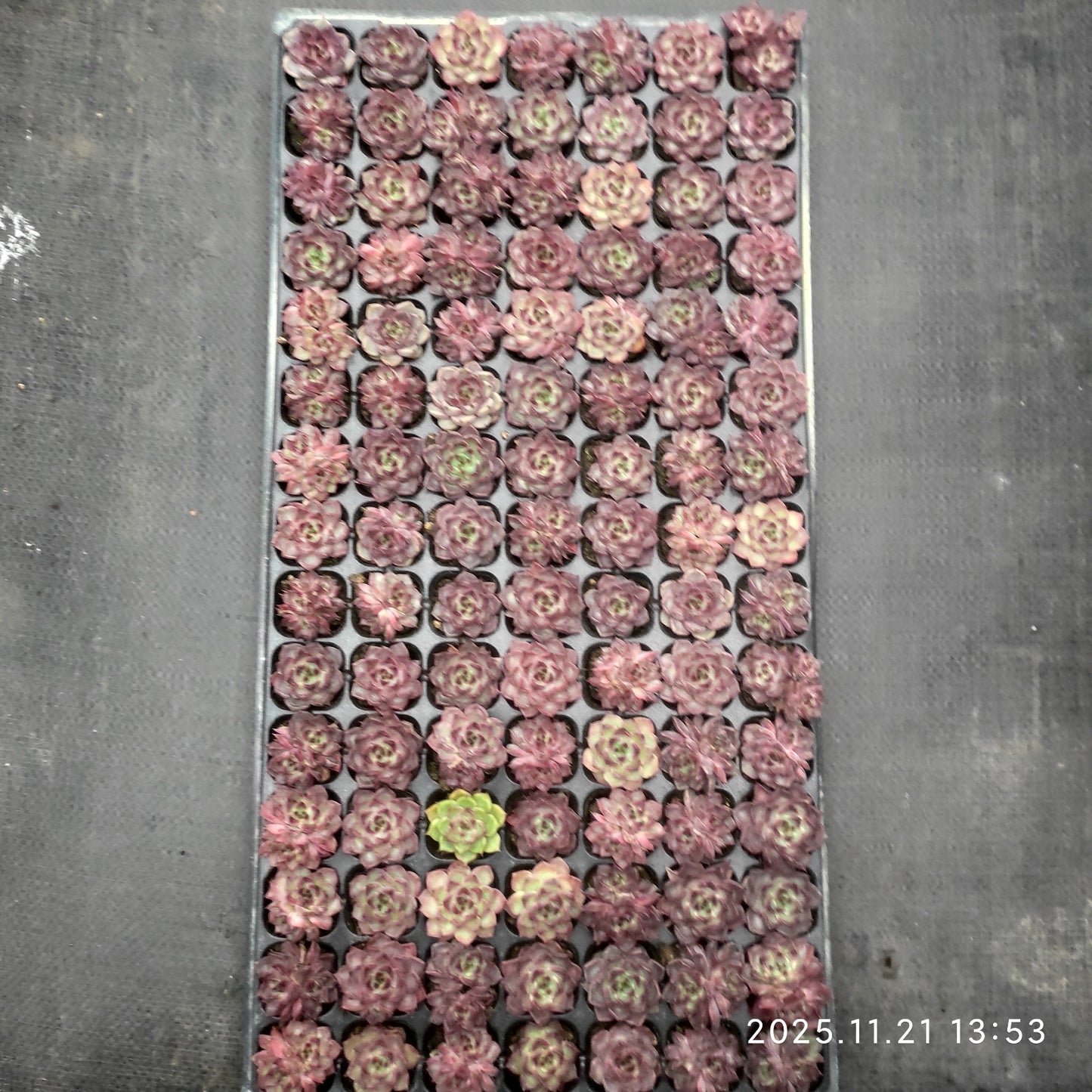 22126  ブラックナイト（3cm pot）（ポット苗）