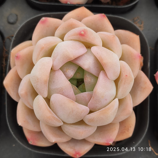 LMM314 クリームローズ Hyb(6.5cm pot)