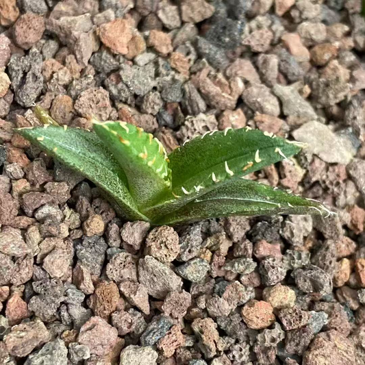 20319 アガベ　チタノタ　金蟾王（5cm pot）