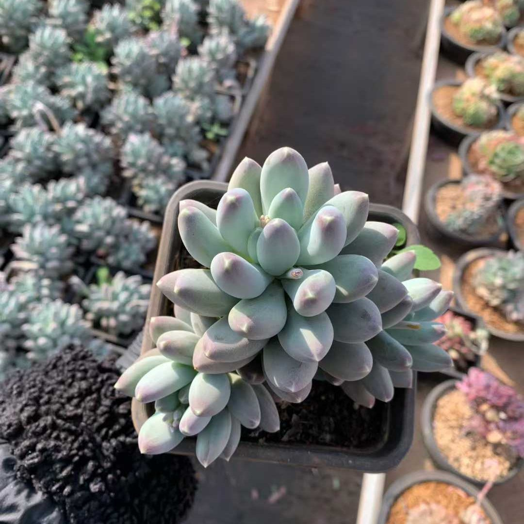 26226 スターリースカイビューティー