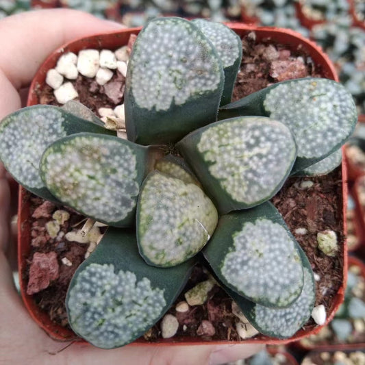 1665 グロエネワルディ（7cm pot）