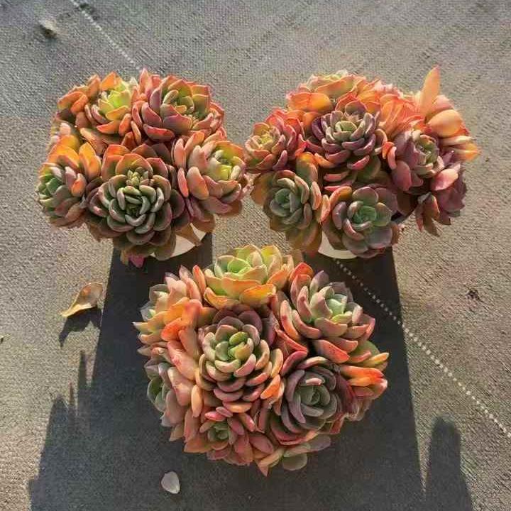 261061 シトラスドリーム