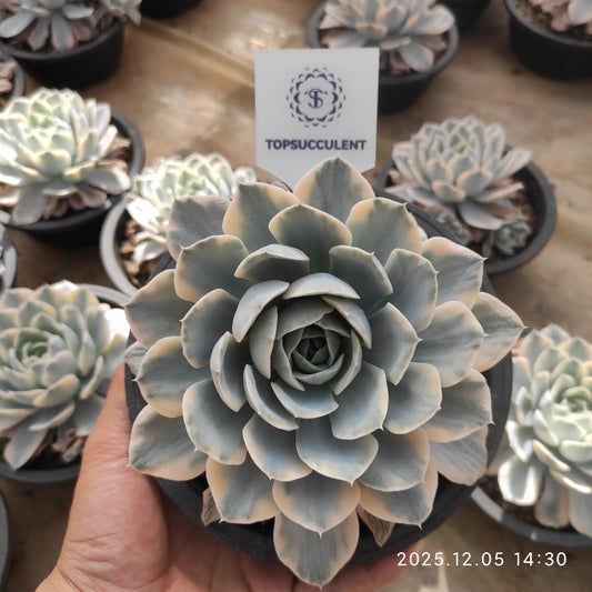 22095 マケベニア錦（18cm pot）