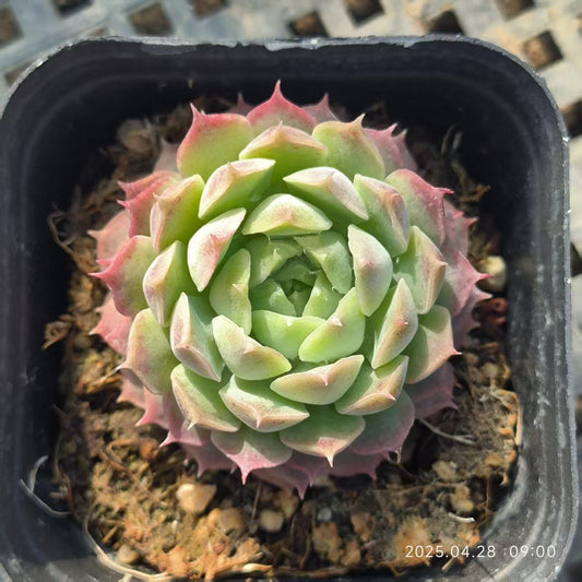 HBY080 シャーロットローズ （6.5cm pot）