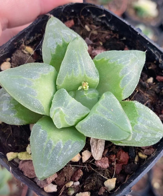 CS143 冰城壽 (7cm pot)