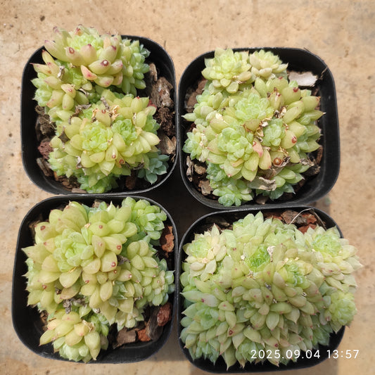 MMY1070 グリーンジュエルHyb（6.3cm pot）