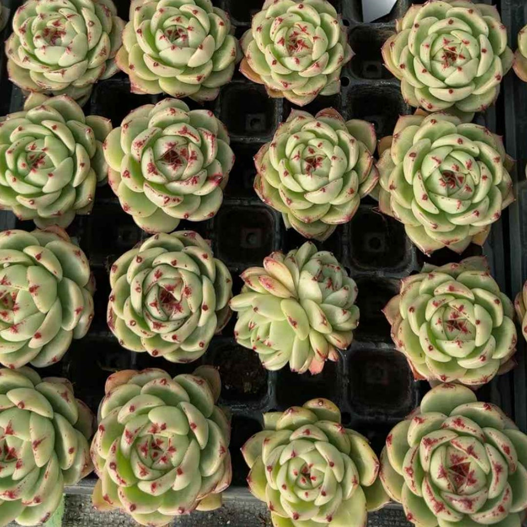 25253 クリムゾン マーブル