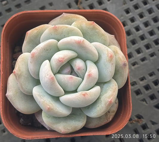 DX079 ダイヤモンドモンロー （5cm pot）