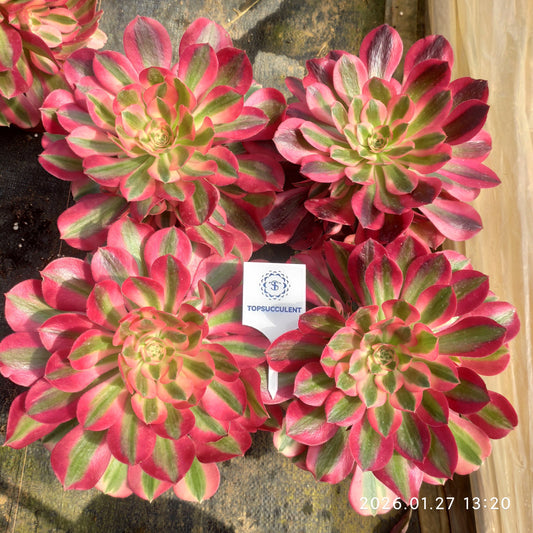 GDX017 アエオニウム　ウィッチ