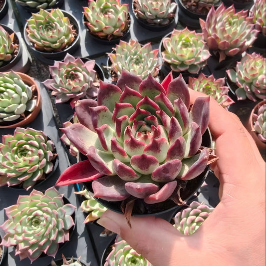 BL2061 ブラックナイト（9cm pot）