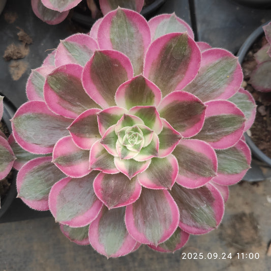 ON717 ピーコック　フェザーズ（12cm pot）