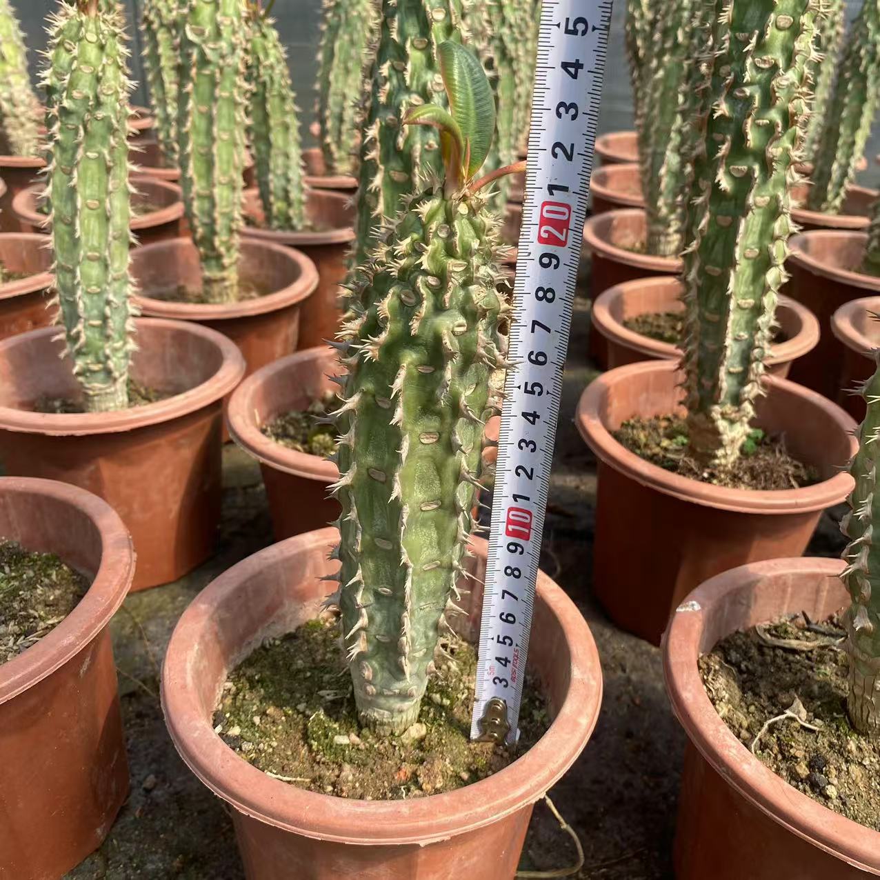 ZL499 噴火竜（6cm pot）