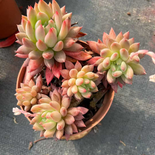 26180 アイス　ハート　ビューティー