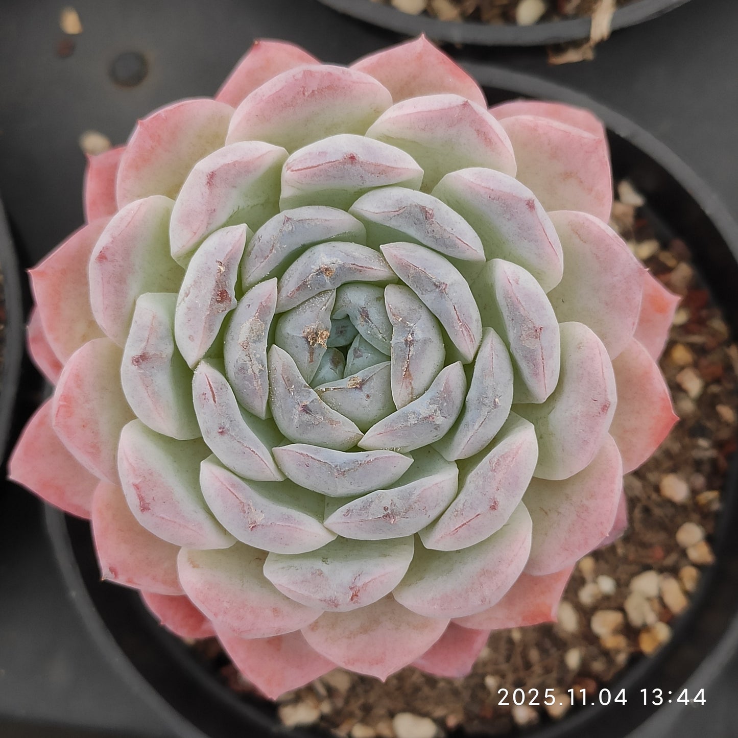 22285 スノーフェイス（9cm pot）