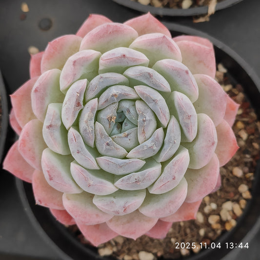 22285 スノーフェイス（9cm pot）