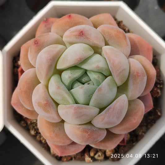 WWA304 モンロー Hyb (7cm pot)