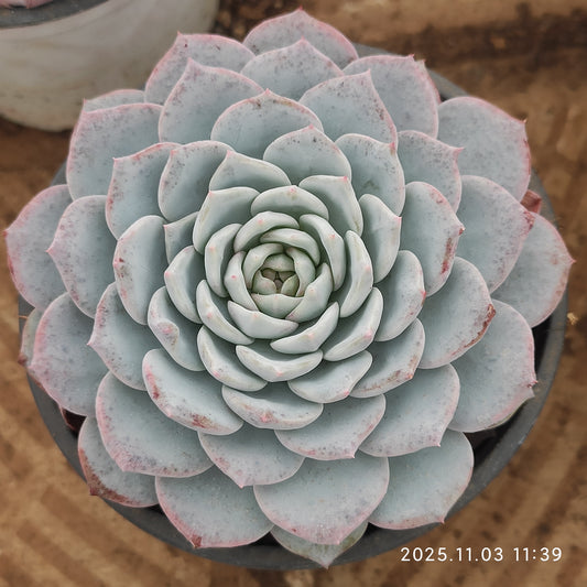 15531 ベゴニア（9cm pot）