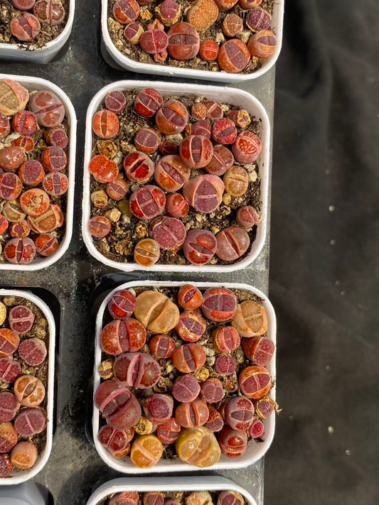 26620 パープル ポメグラネート