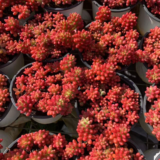 22958 クラウゼン錦（12cm pot）