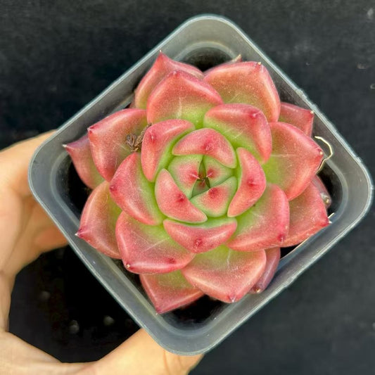 BL1884 赤龍（7cm pot）