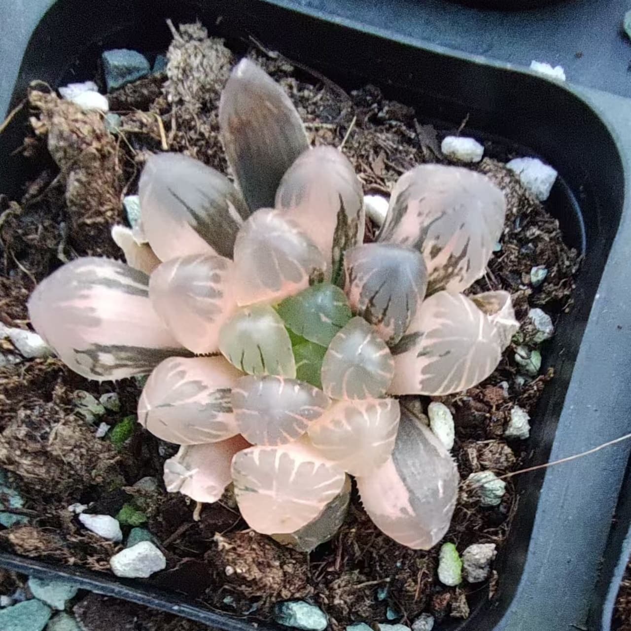 Top【選抜株】多肉植物　19930ハオルチア 氷灯錦　10個　鉢無し/脱土 ハオルチア 普通苗 – Top Succulent®