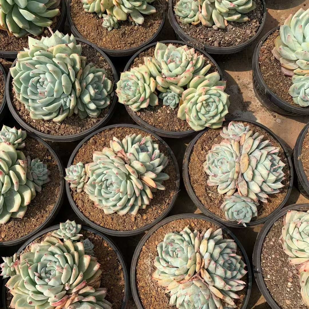 26204 ホワイトラタム