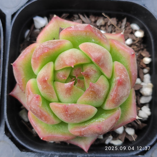 MMY1217 アローン　スターHyb（6.3cm pot）