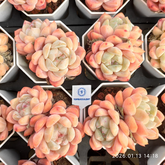 24665 ローンリー　ハート Hyb