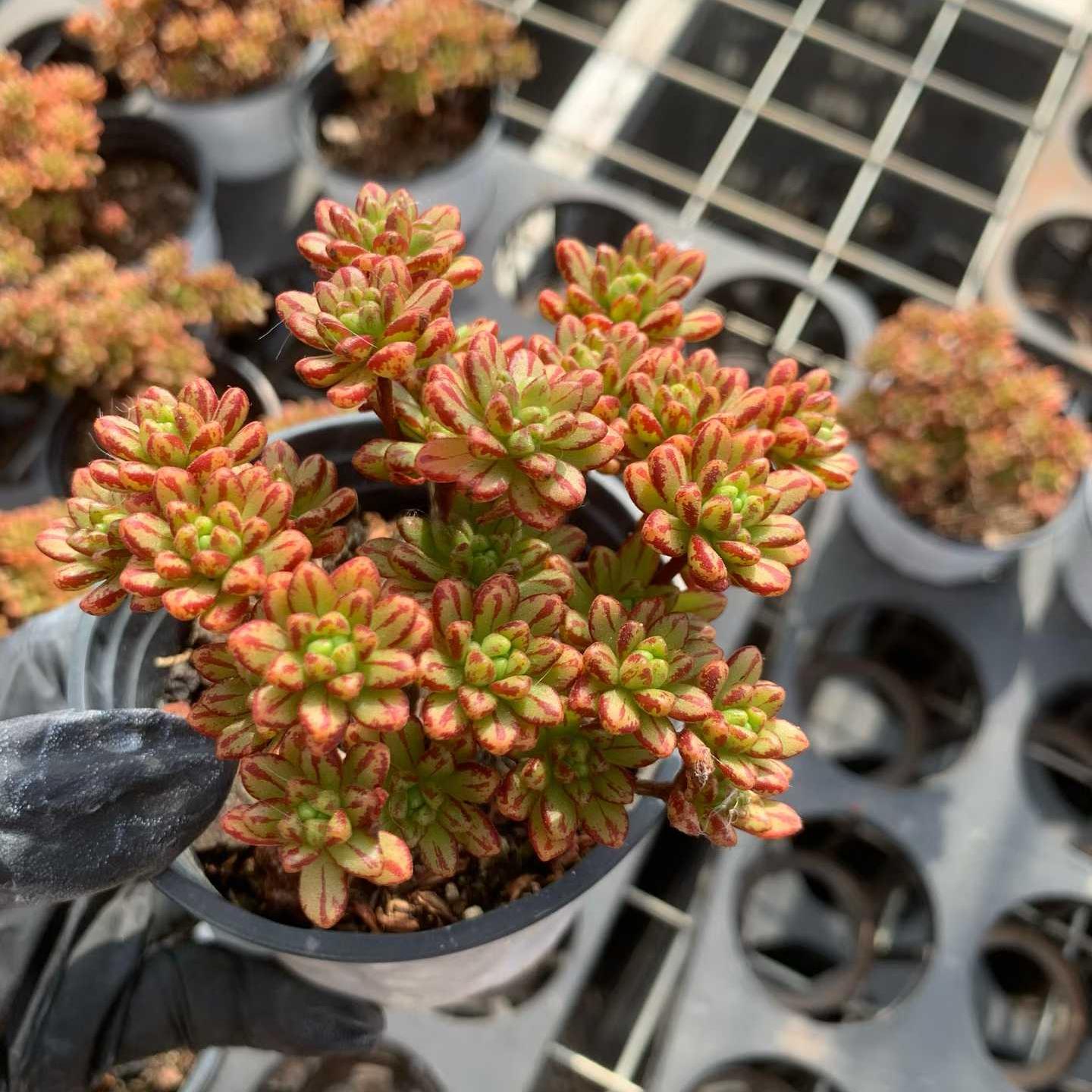 24501 小人の祭り