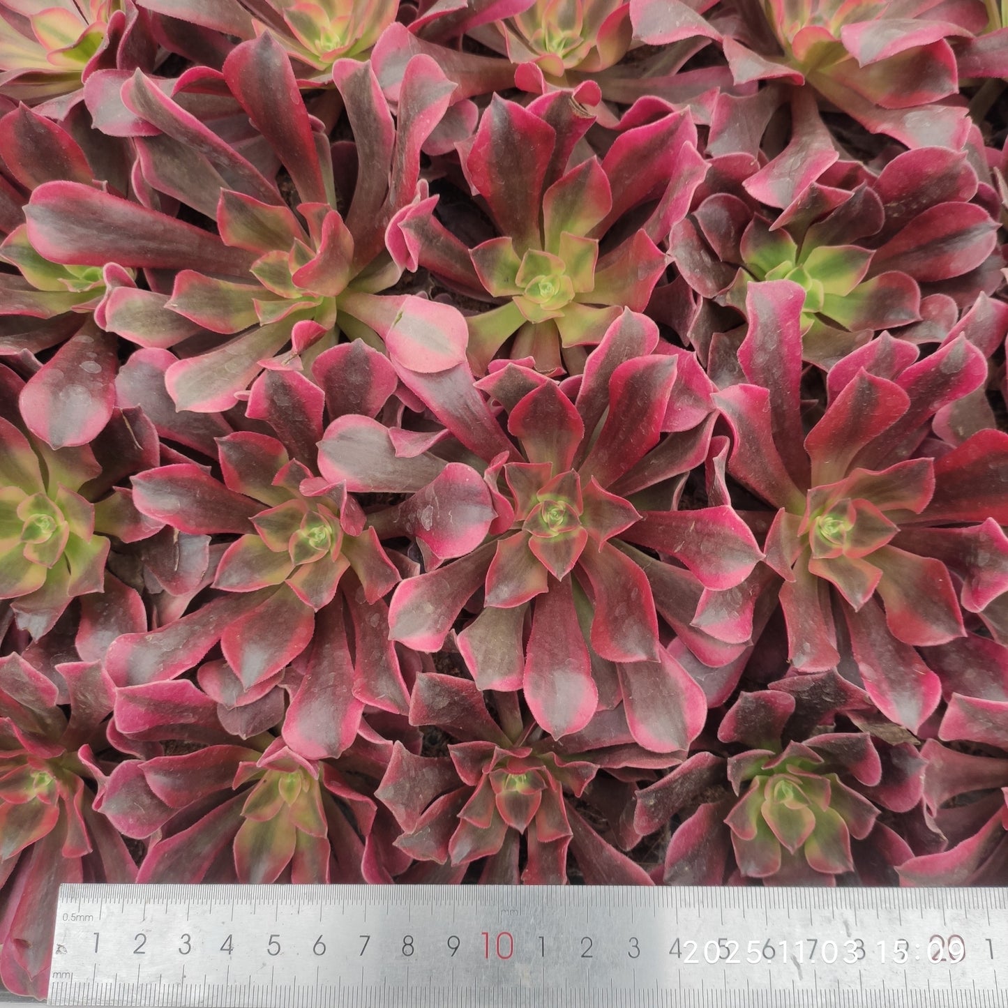 22304 レーディー　フレンド（6cm pot）