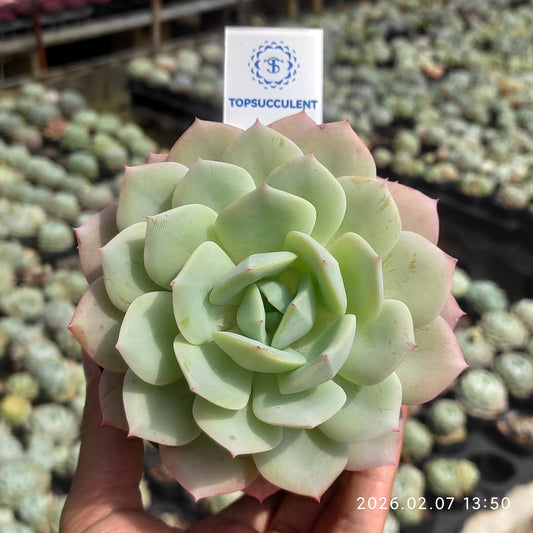 14875 ラブチューン