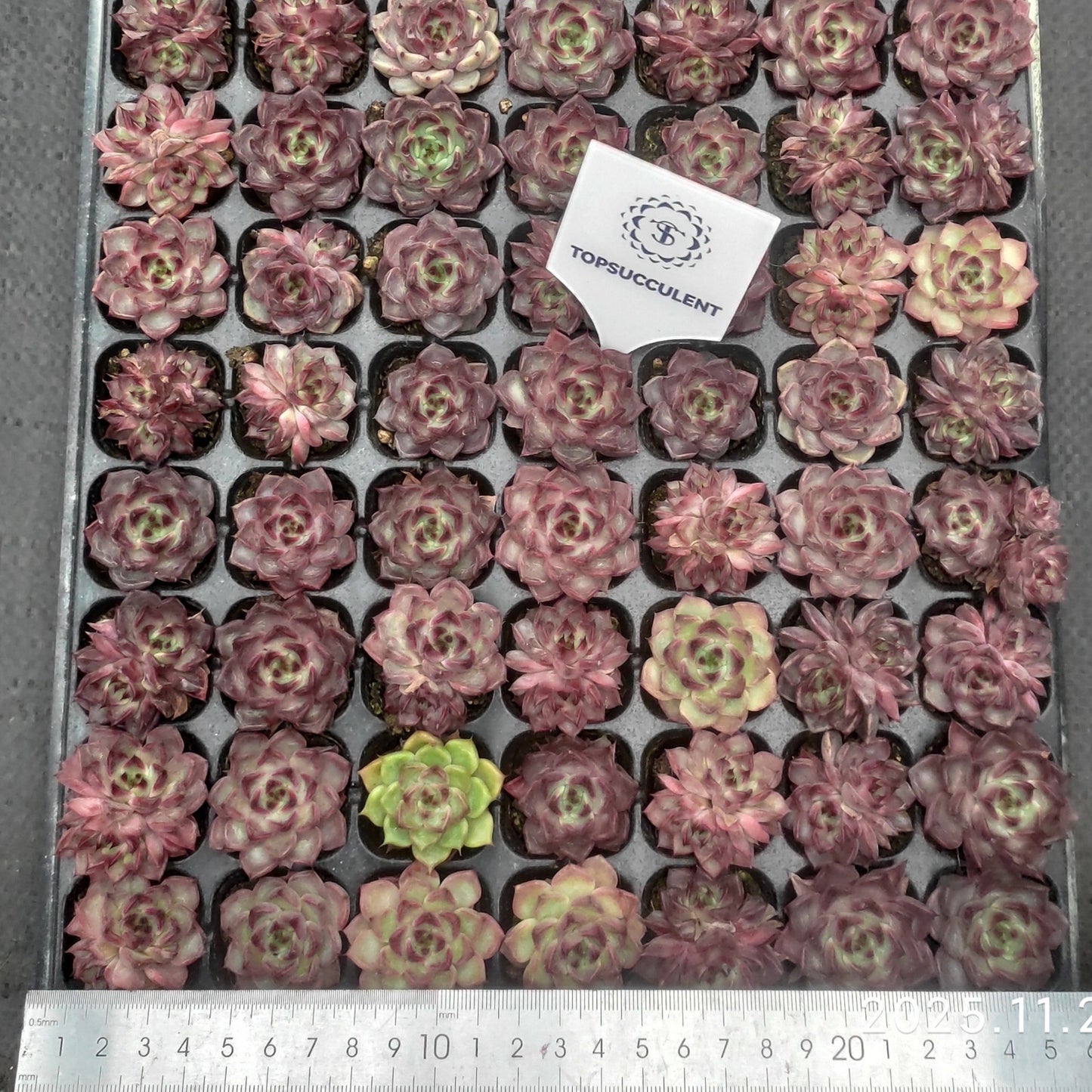 22126  ブラックナイト（3cm pot）（ポット苗）