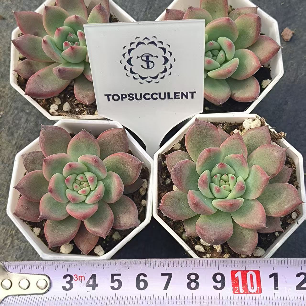 22351 オリジナル　コーローラッター（6.5cm pot）