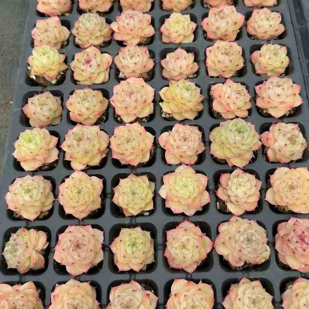 23627 マルガンhyb（3cm pot）