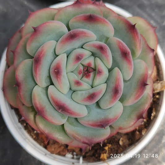 ZZA307 マーセル(5.5cm pot)
