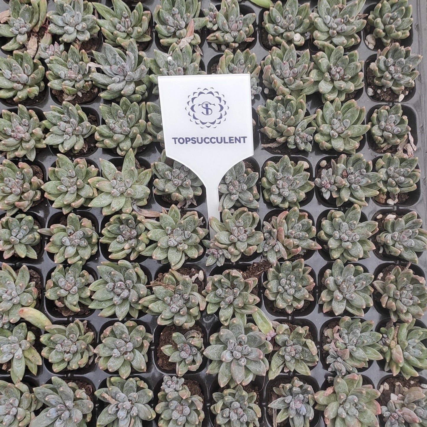 21752  クリスタル クラブクローズ（3cm pot）（ポット苗）