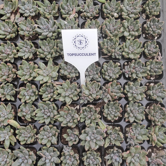 21752  クリスタル クラブクローズ（3cm pot）（ポット苗）