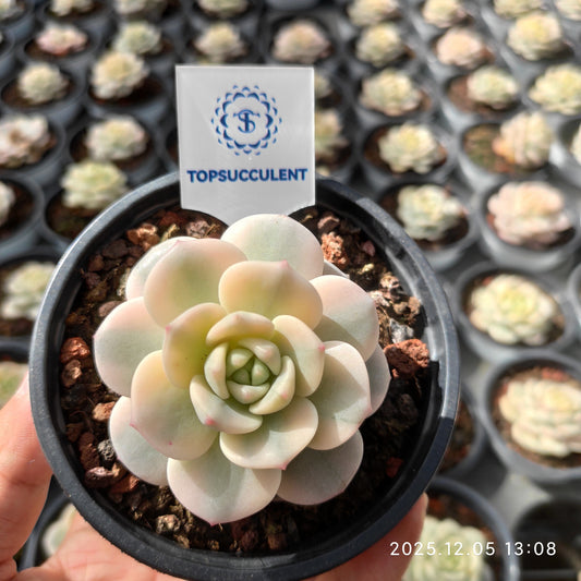 20109 バニラビズ錦（9cm pot）