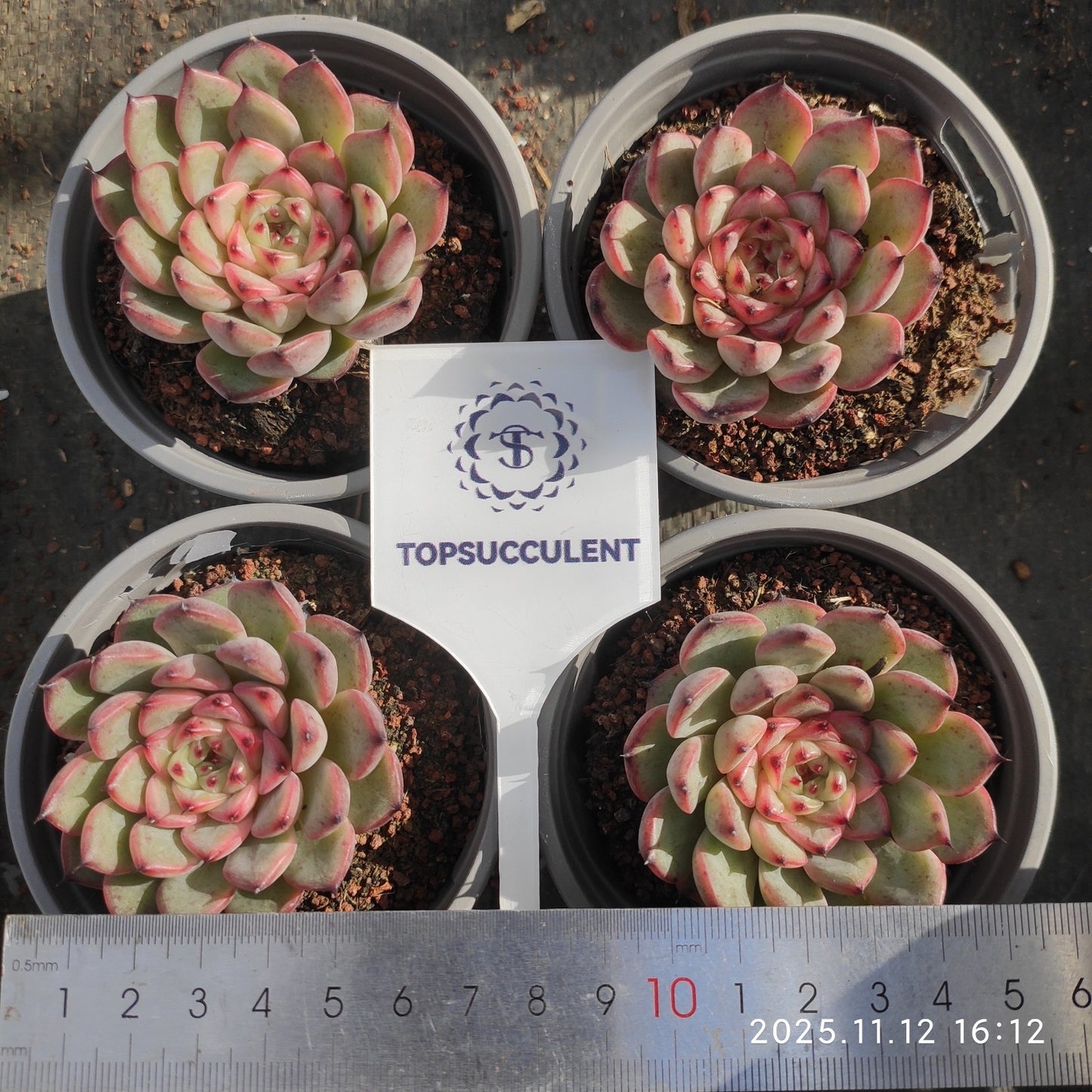 17580 スターライトジェニー（9cm pot）