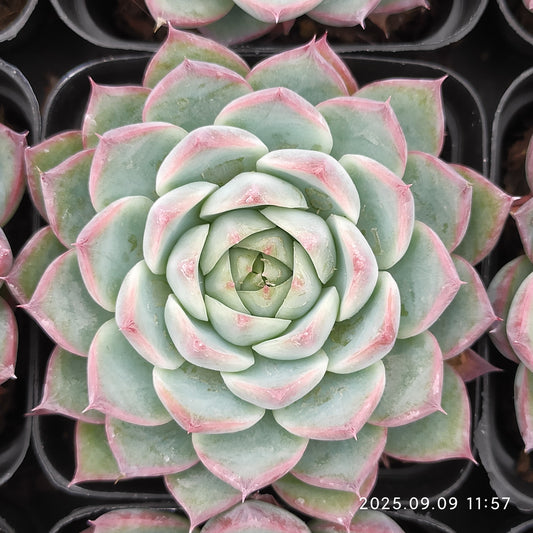MMT870 ピンククリスタルローズ（7cm pot）