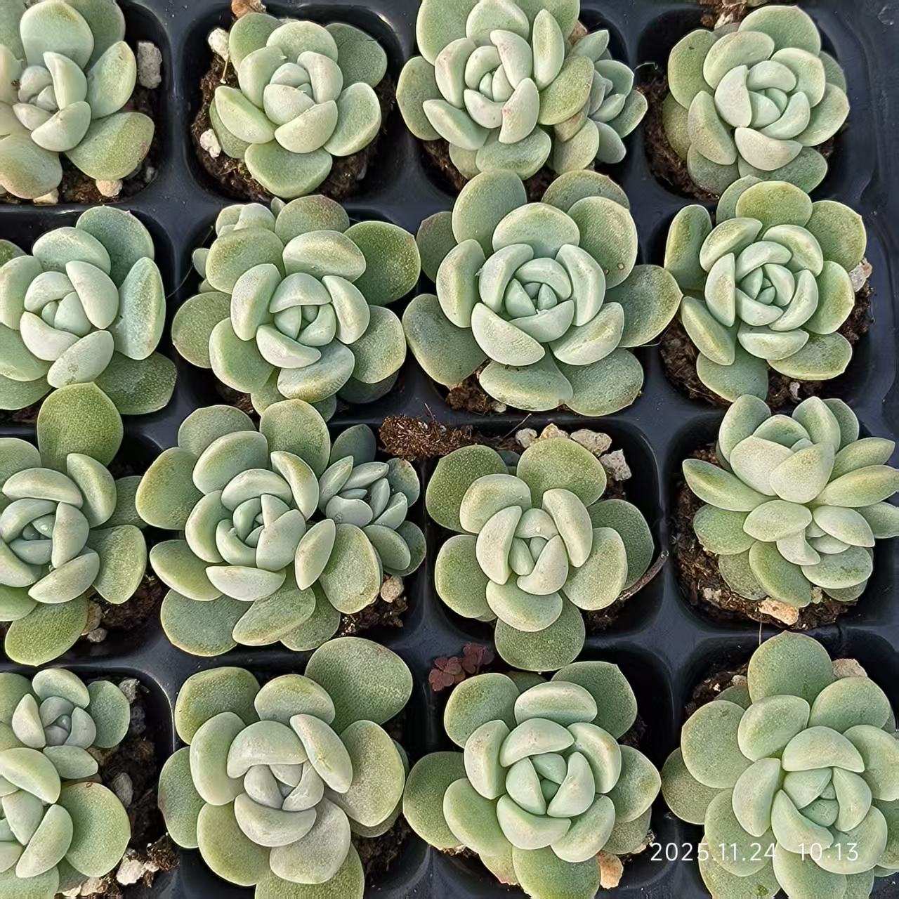 21753 アイスグリーン（3cm pot）（ポット苗）