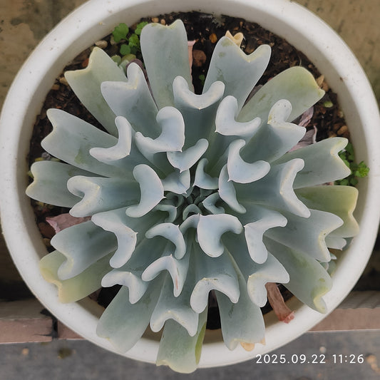 ZAJ075 ルンヨニー トップシータービー（18cm pot）
