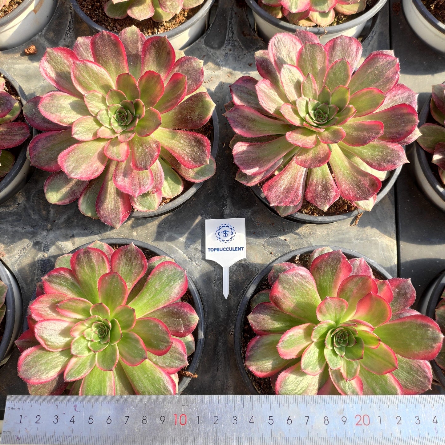 24635 ルナ―　コロナ