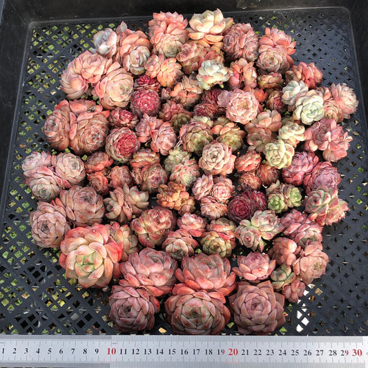 BL2121-018 ミックス苗