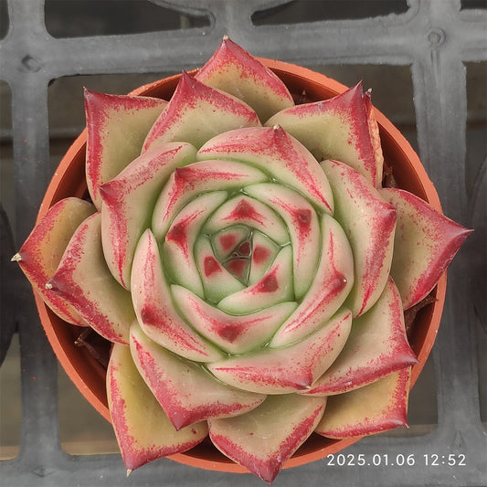 ZXX621 ピンクハニー (9cm pot)