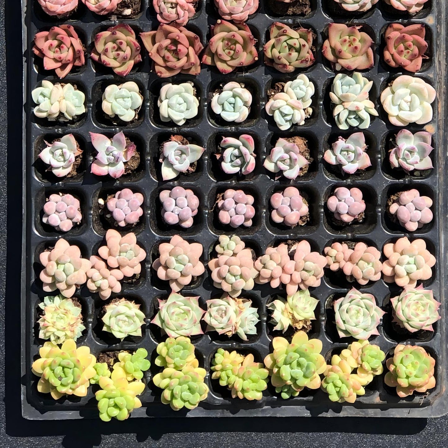 26798 105穴鍼灸プレートの組み合わせ 30
